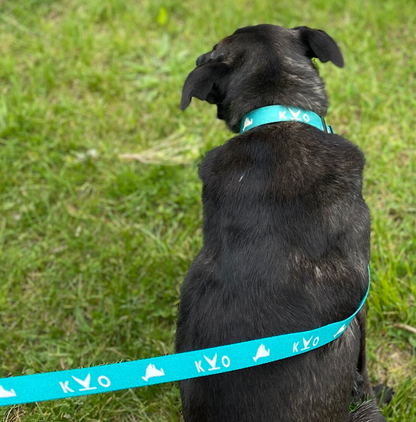 Wingo clearance dog collar